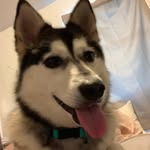 Avery - @siberian_husky_avery - Instagram