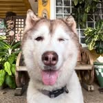 Avery the Siberian Husky 🐾 - @thepoopydog_ - Instagram
