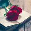 SeemaAli - @sukoon_e_qalb90 - TikTok