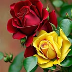 Seema Narayan - Facebook