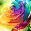 Sehrish Khan - @786sehrish - TikTok