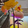 teresa hufanga - @selau.tupou - TikTok