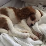My parents are Selena & Abel - @thepuppycharli.e - Instagram