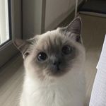 Sharon - @allisonselena700750687 - Instagram