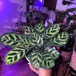 Selena Bennett - @growingwithselena - Instagram