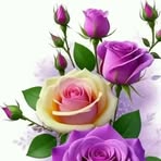 Selena Chan - Facebook