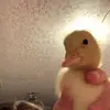 selena! - @selenadeann - TikTok