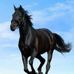 selena graf - @gingasponys - Instagram
