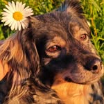 Selena Popi 🐾 - @selena.laperrita - Instagram