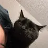 Selena - @selena_ringler - TikTok