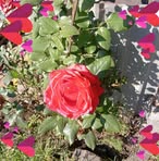 Selene Morales - Facebook