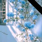 Selina Ali - Facebook