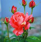 Selina Carr - Facebook