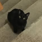 selena warren - @mycat_selena - Instagram
