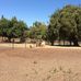 Selma Olinder Park, PAL T-ball field - Facebook