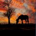 Selma Jansen - Facebook
