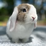 Regina Selma Johnson - @johnsonfarmrabbitry - Instagram
