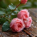 Selma Güney - Facebook