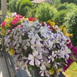 KAPLAN - @selma_kaplan_70 - Instagram