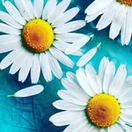 Selma kaplan - @selma_kaplann1 - Instagram