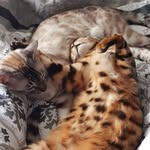 Holly - @bengal_selma_petty_hannover - Instagram