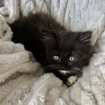 Miss Selma Rosen - @missselmathecat - Instagram