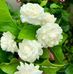 Selma Wilson - Facebook