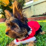Dona Selma, a Yorkie! - @selma.yorkie - Instagram