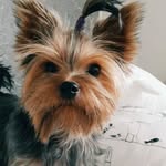 Selma-Yorkie - @selma_the_yorkie - Instagram