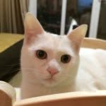 Sen Lee - @kendocat - Instagram