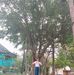 Sen Lưu - Facebook