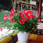 Sen Trong Bùn - @bunsentrong - Instagram