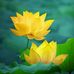 Sen Trong Đầm - Facebook