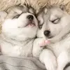 senaida  Rodríguez - @senaida.lopez700 - TikTok