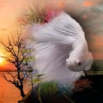 Seng Ang - @hongchunsheng5780 - Instagram