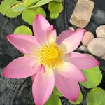 Sam Foo - @sengfoo - Instagram