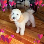Senka Kovacevic - Facebook