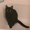 King Leo Kitty - @septemberjohnson50 - TikTok