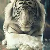 serenadrake7 - @serenadrake7 - TikTok