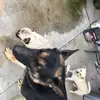 Serena Franco - @serenafranco423 - TikTok