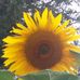Serena Olson - Facebook