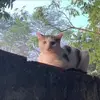 Serena Phan - @serena.phan75 - TikTok