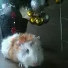 serena - @serenapiperse - TikTok