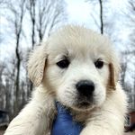 Serena Welch - @apolloodysseynyc - Instagram