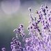Serene Ho - Facebook