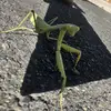 datos sobre animales - @sergioceron3 - TikTok