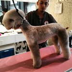 Sergio Ceron - @sergceron - Instagram