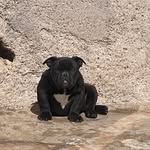 Sergio Chavira - @sankarasel_kennel - Instagram