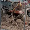 Sergio Limon - @sergio.limon16 - TikTok