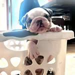 Sergio Mancha - @mancha_houseofbulls - Instagram